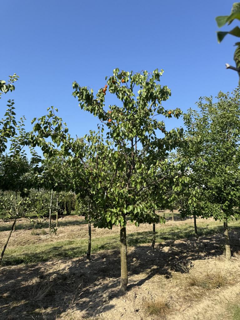 Prunus armeniaca 'Goldrich'