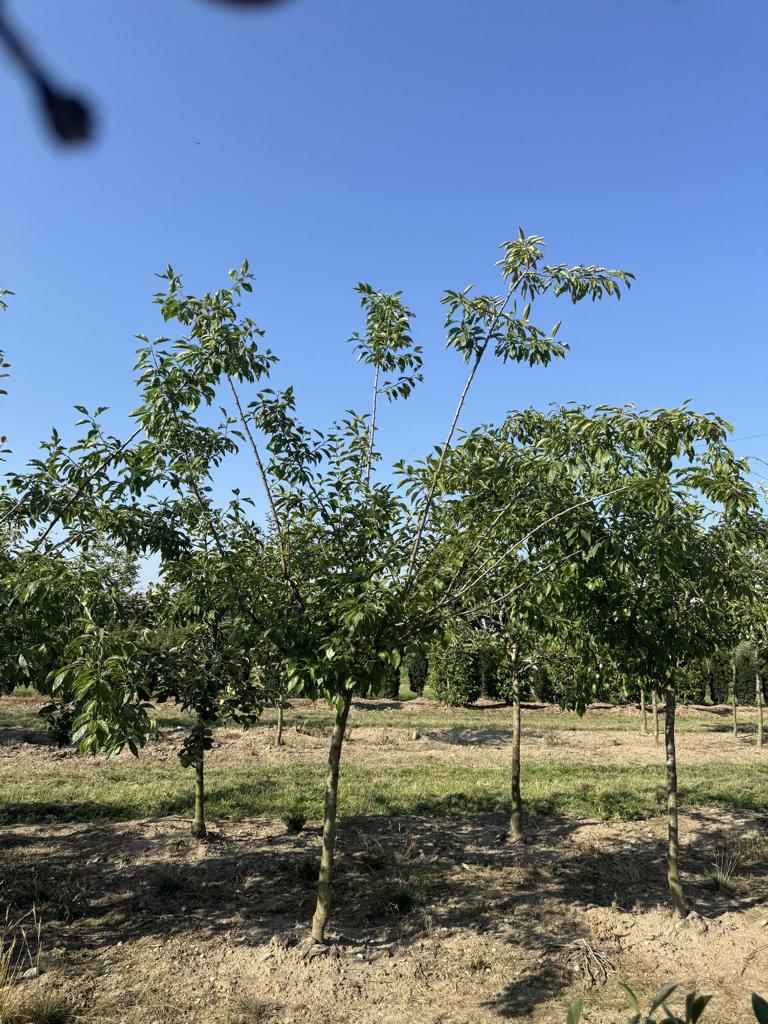 Prunus domestica 'Fellenberg'