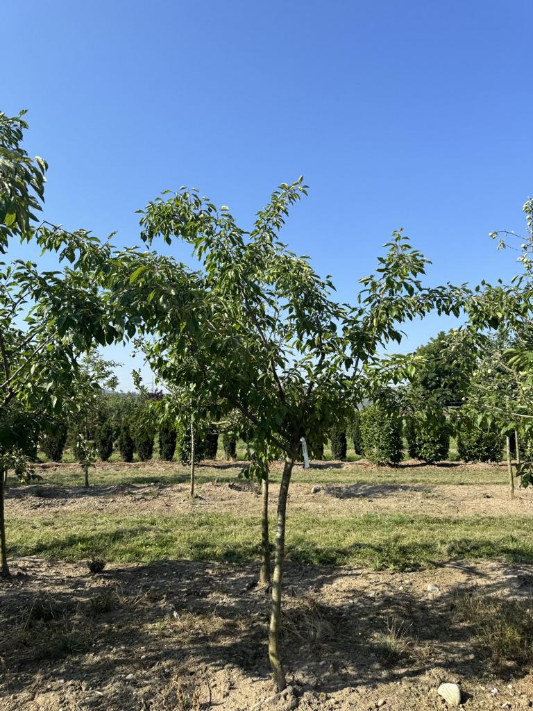 Prunus domestica 'Fellenberg'