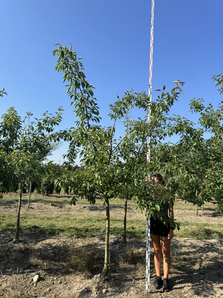 Prunus domestica 'Fellenberg'