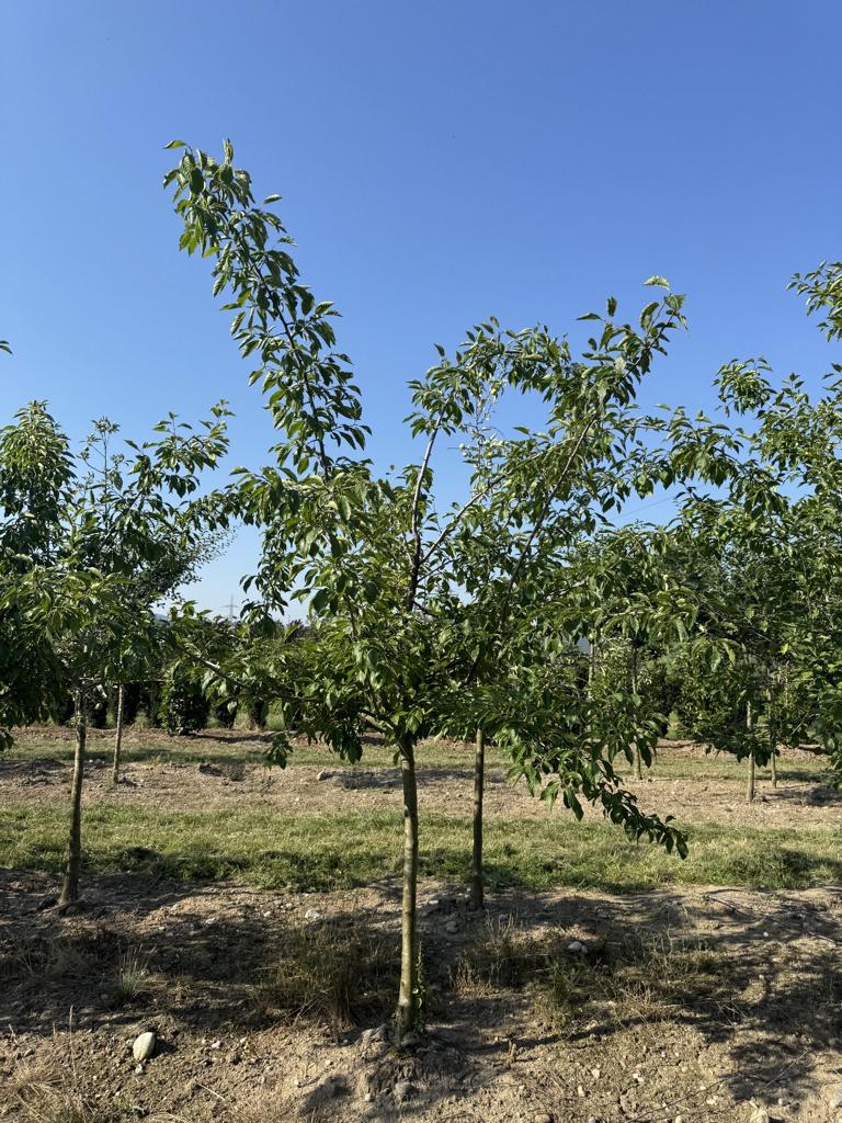 Prunus domestica 'Fellenberg'