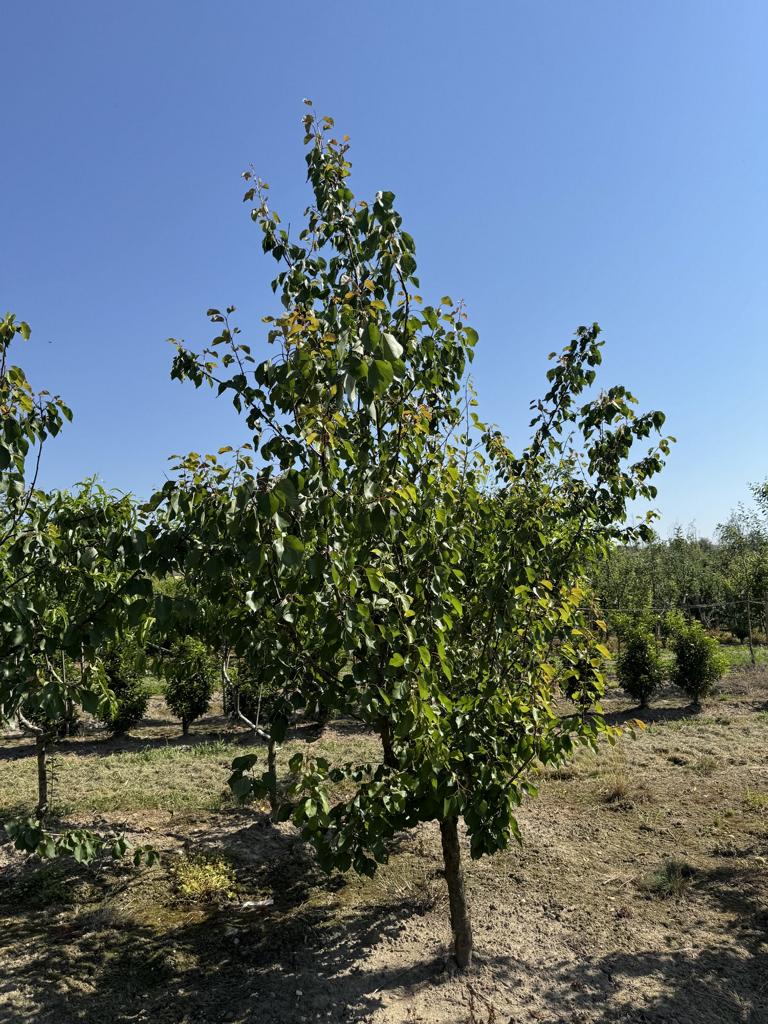 Prunus armeniaca 'Orangered'