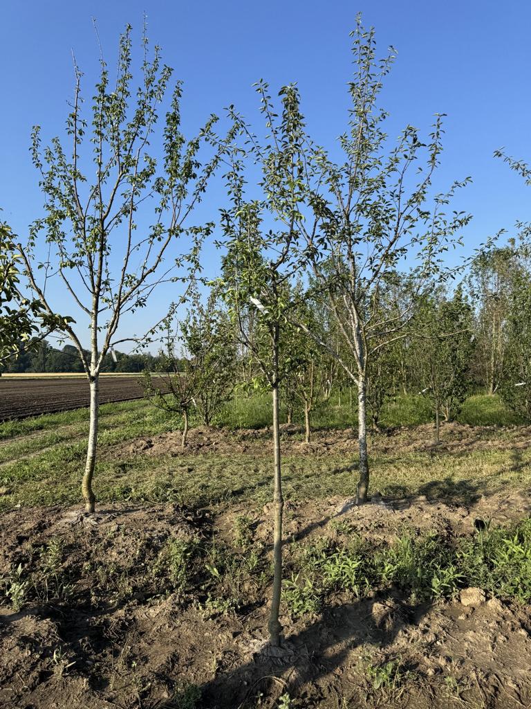 Pyrus communis 'Gute Luise von Avranches'