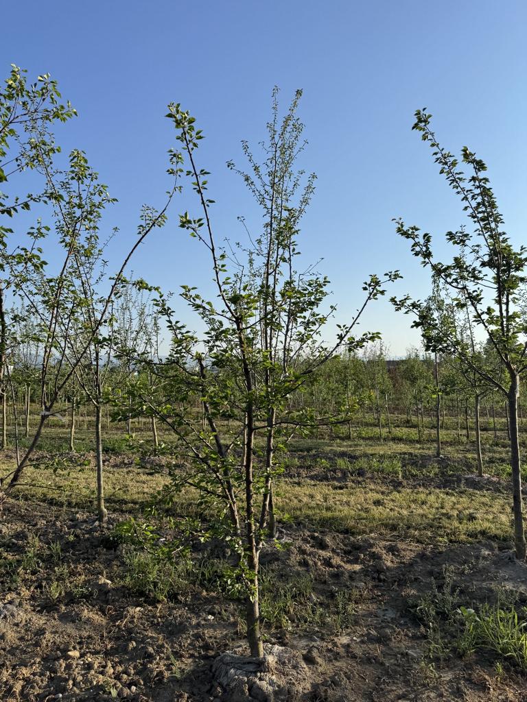 Prunus armeniaca 'Orangered'