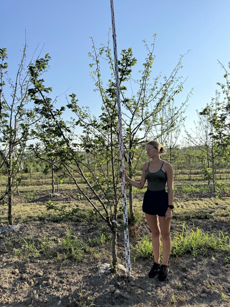 Prunus armeniaca 'Luizet'