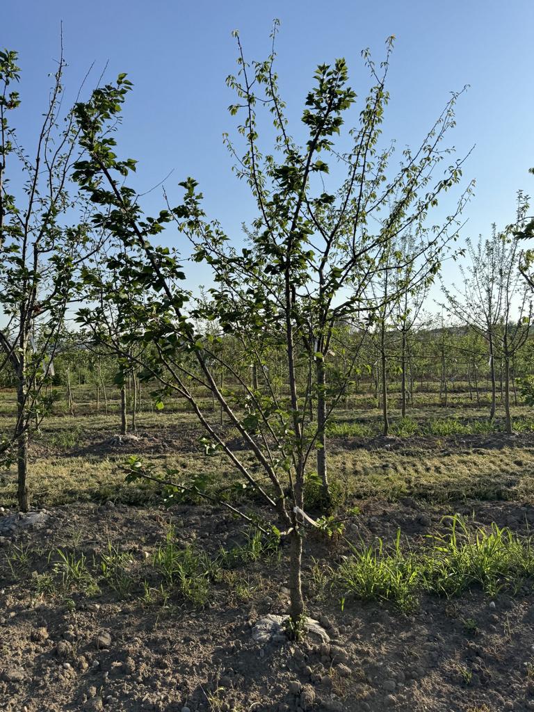 Prunus armeniaca 'Luizet'
