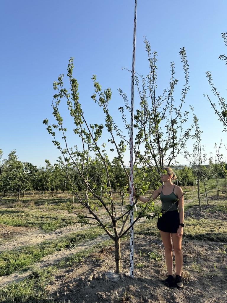 Prunus armeniaca 'Königsaprikose'