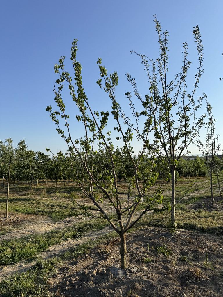 Prunus armeniaca 'Königsaprikose'