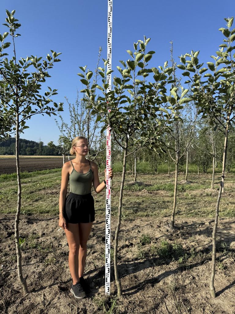 Malus domestica 'Boskoop' Schmitz-Hübsch