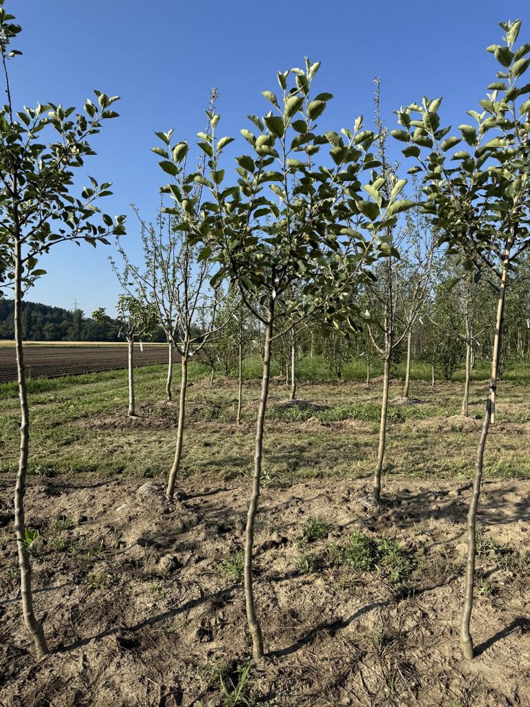Malus domestica 'Boskoop' Schmitz-Hübsch