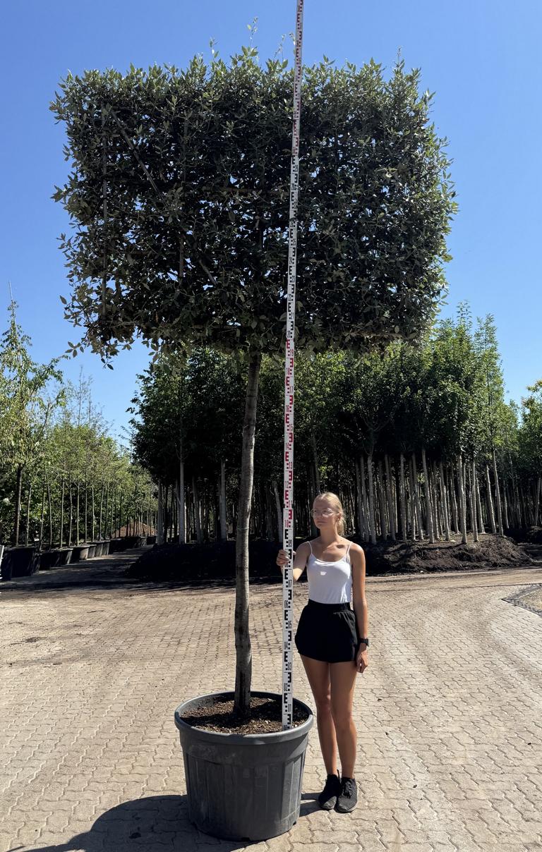 Quercus ilex Spalierform