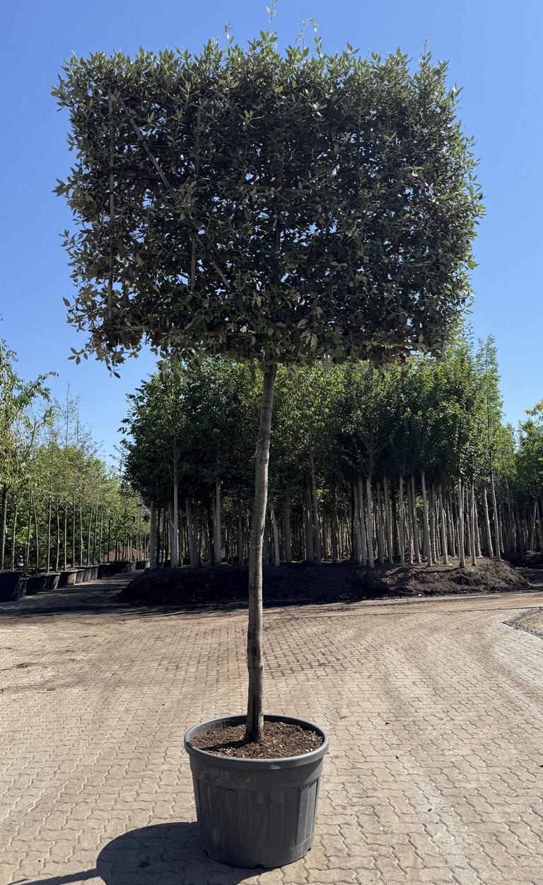 Quercus ilex Spalierform