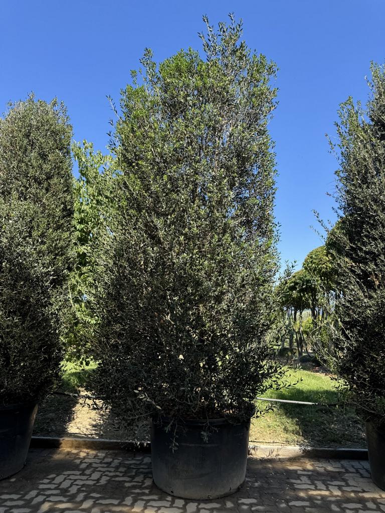 Phillyrea angustifolia