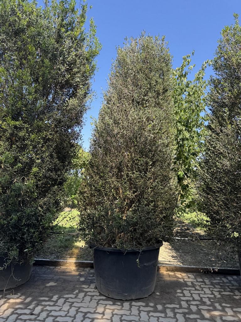 Phillyrea angustifolia