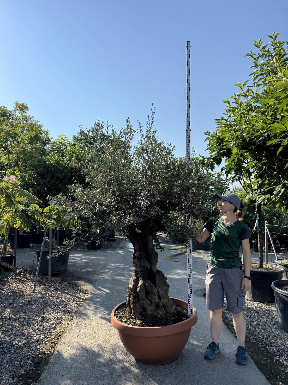 Olea europaea