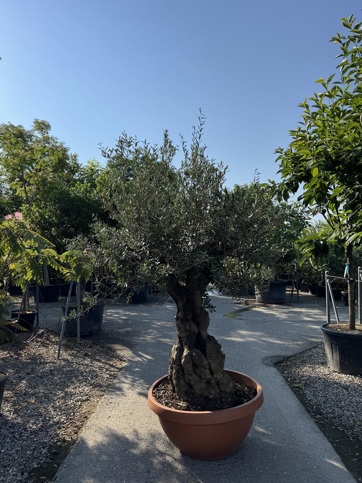 Olea europaea