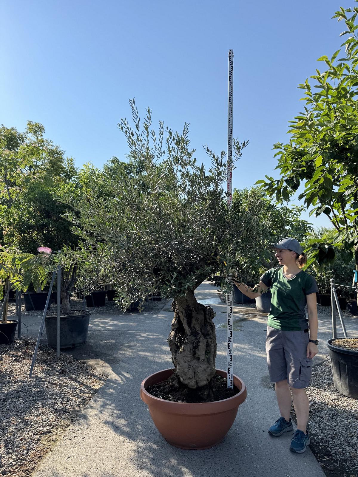 Olea europaea