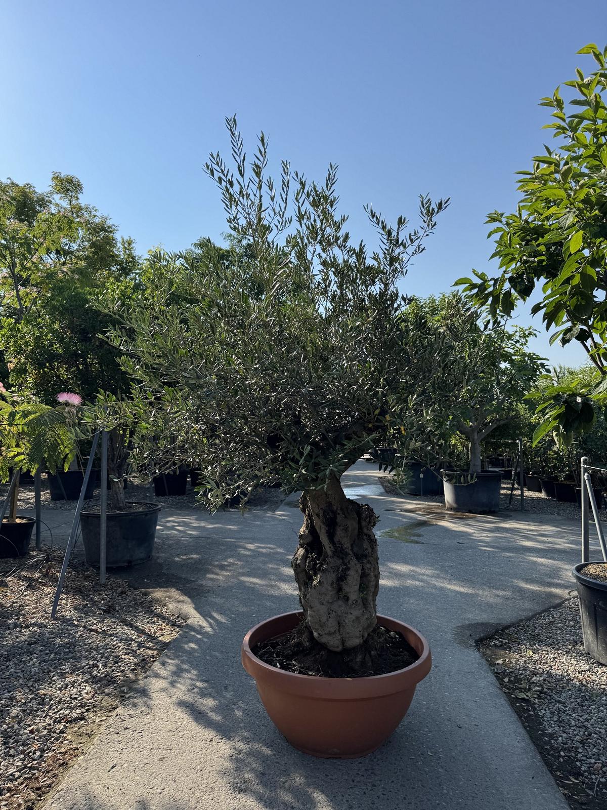 Olea europaea