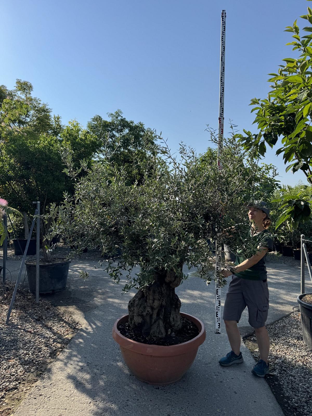 Olea europaea