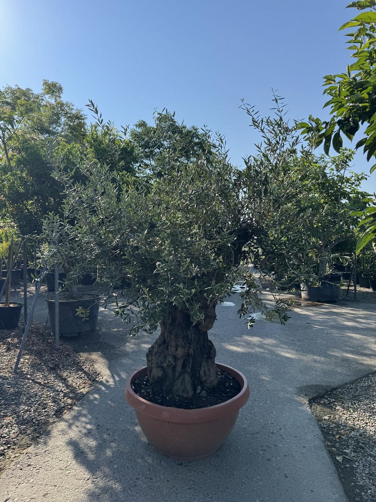 Olea europaea