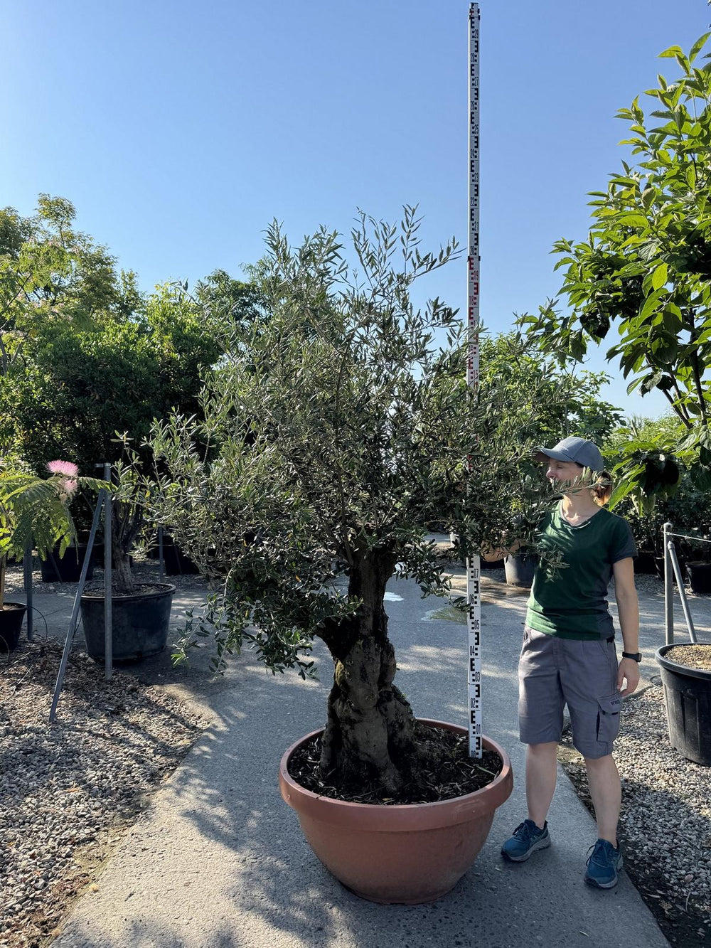 Olea europaea