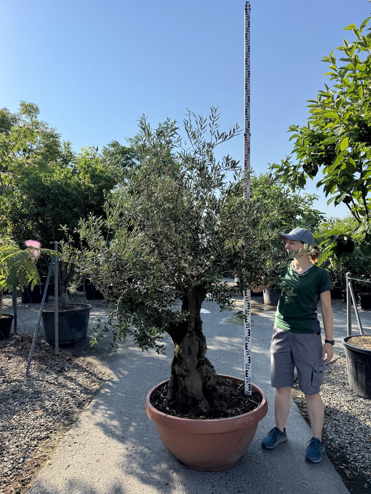 Olea europaea