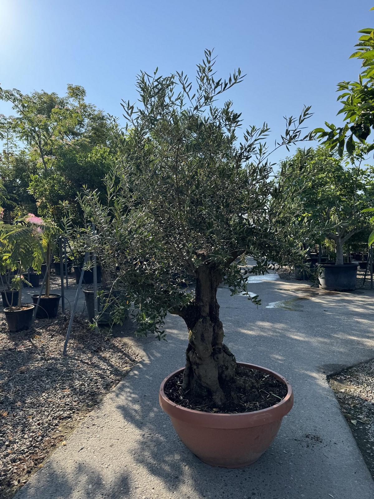 Olea europaea