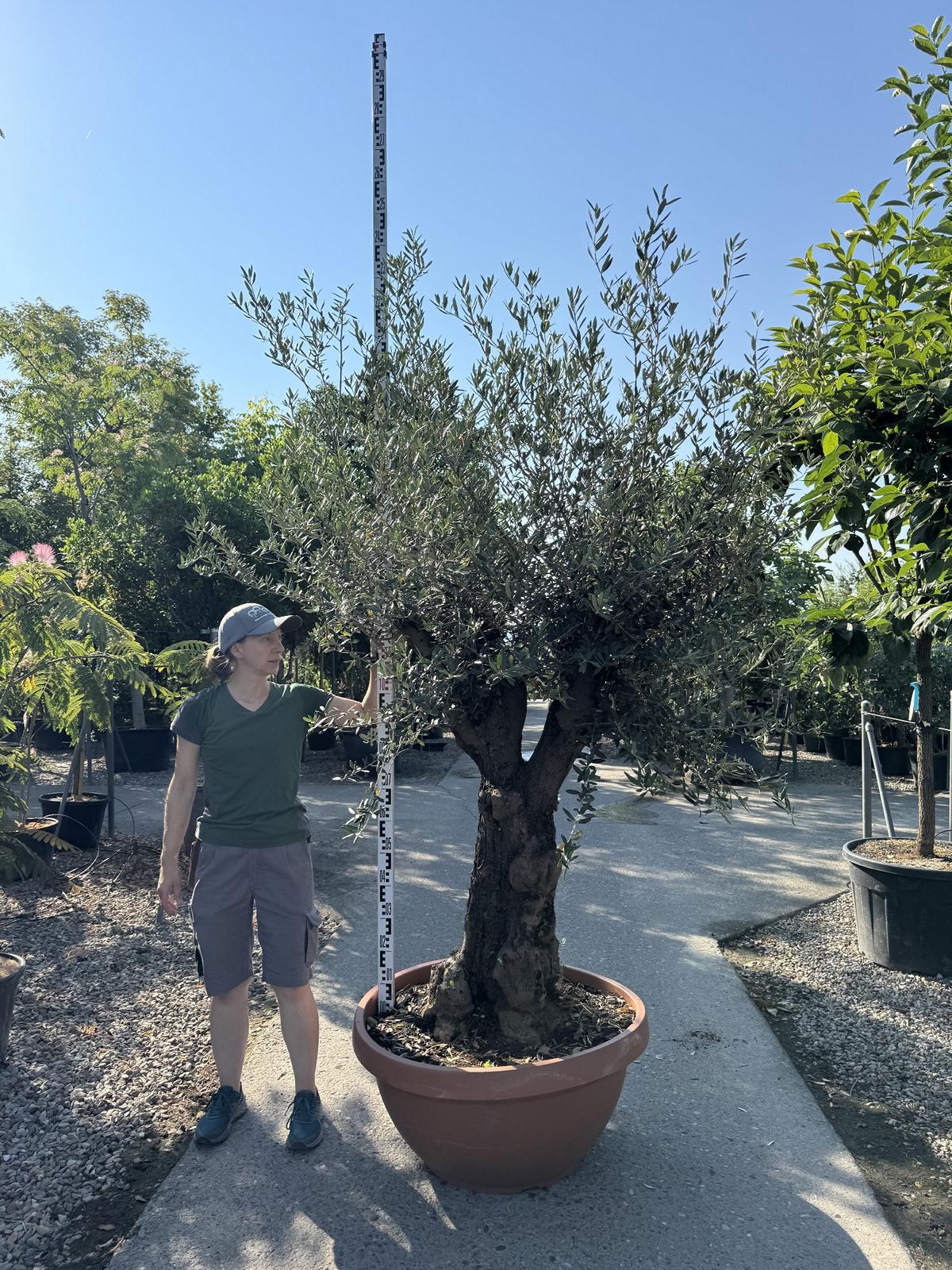 Olea europaea
