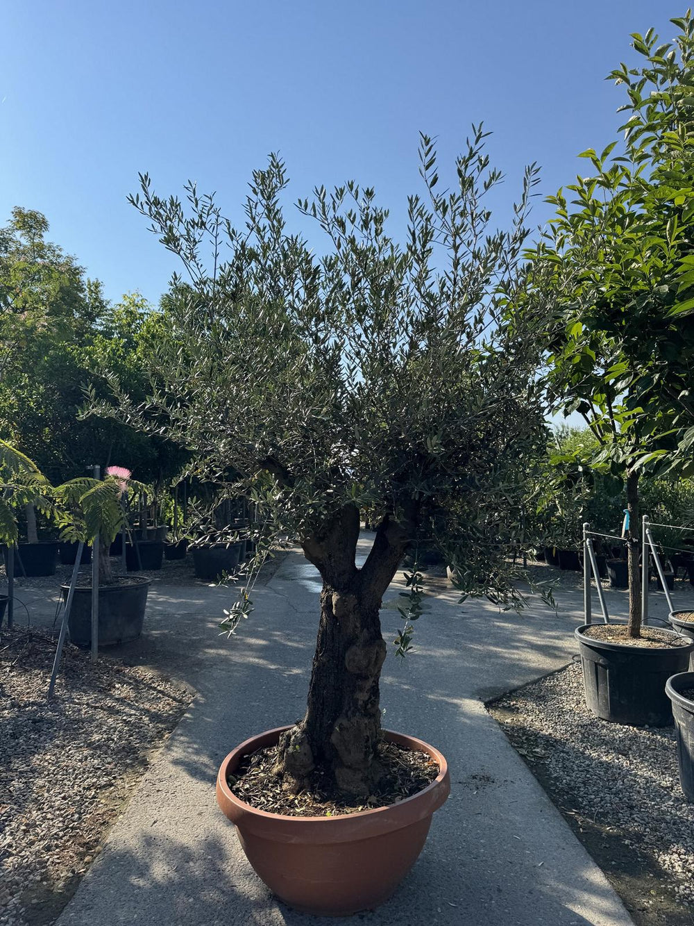 Olea europaea