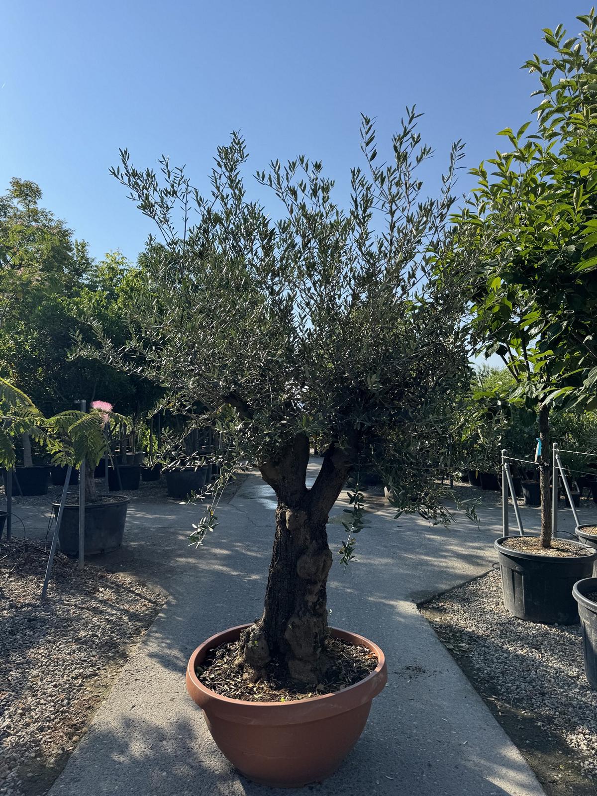 Olea europaea
