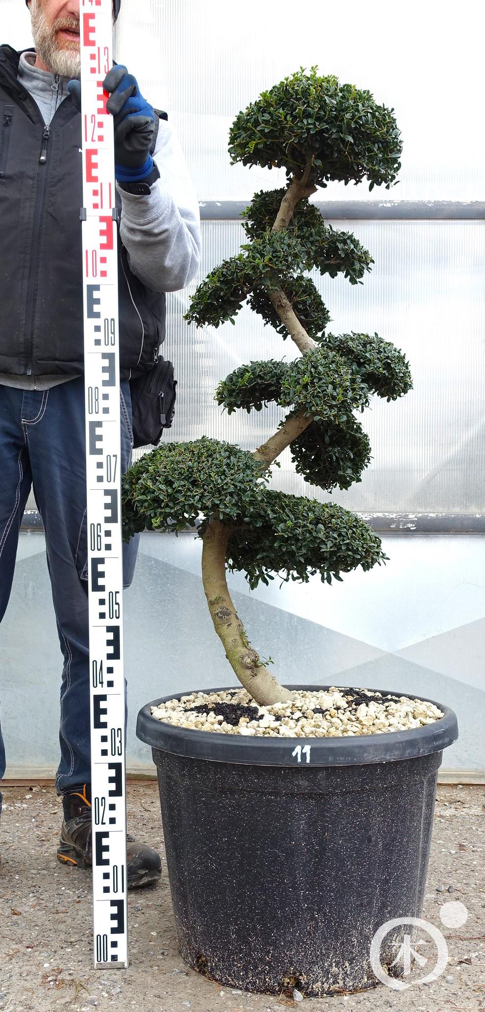 Ilex crenata Kinme' Bonsai
