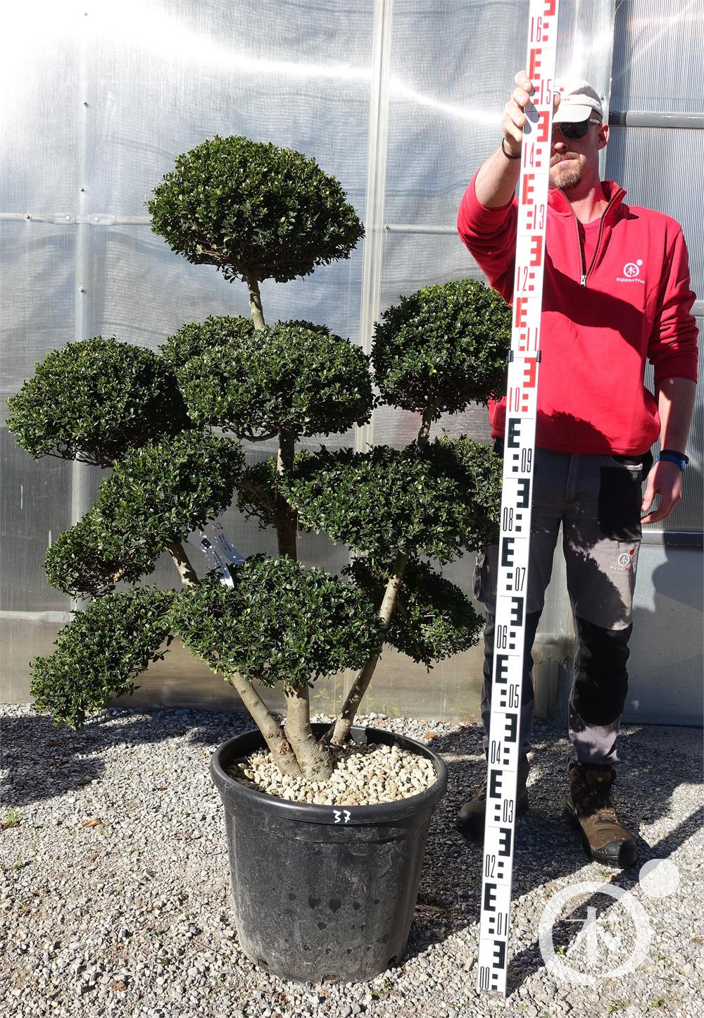 Ilex crenata Kinme' Bonsai