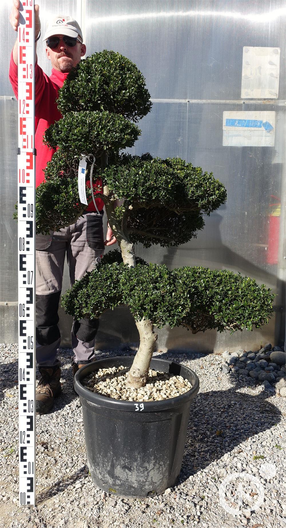 Ilex crenata Kinme' Bonsai