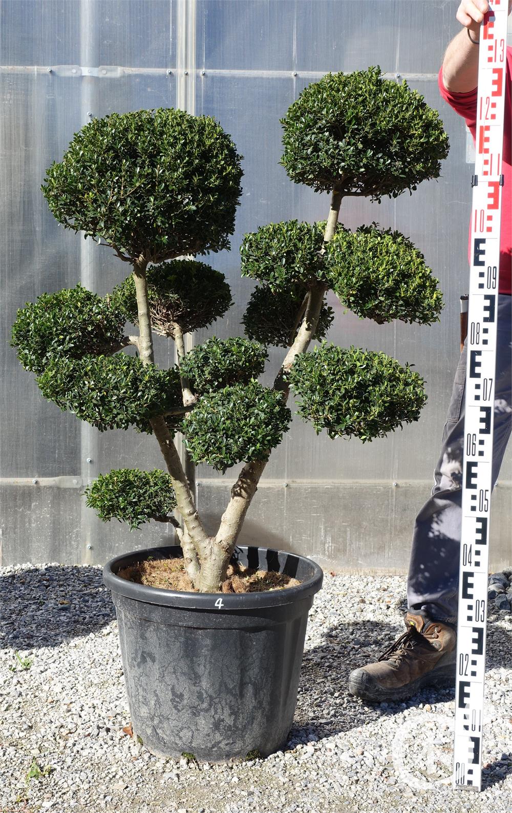 Ilex crenata Kinme' Bonsai