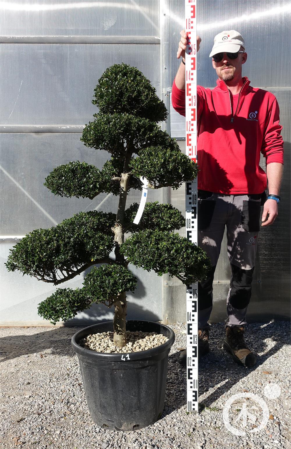 Ilex crenata Kinme' Bonsai