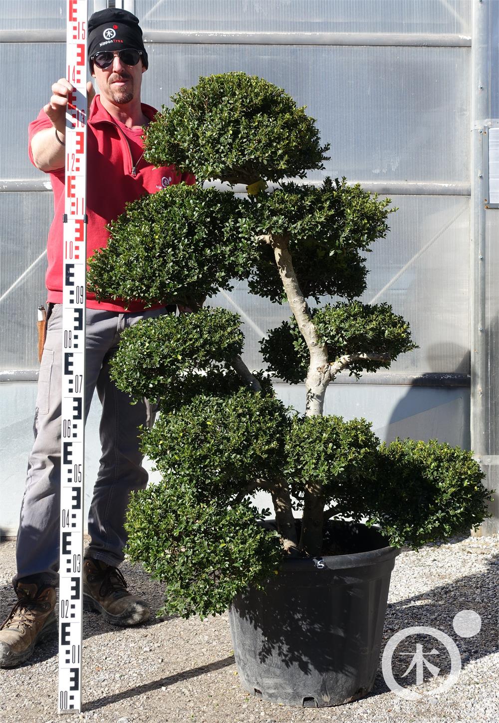 Ilex crenata Kinme' Bonsai