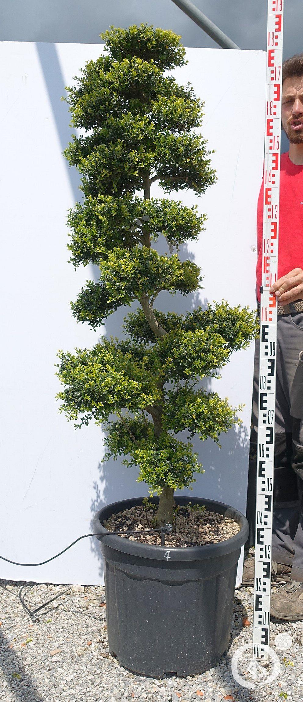Ilex crenata Kinme' Bonsai