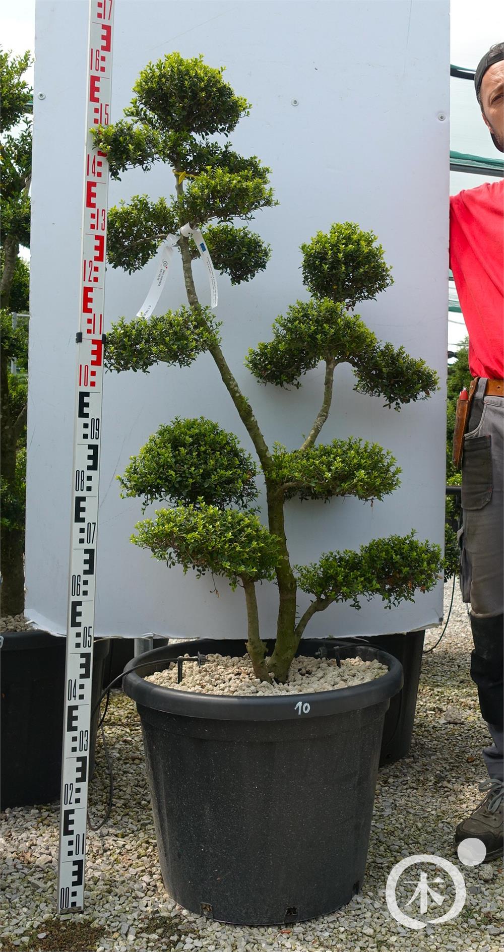 Ilex crenata Kinme' Bonsai
