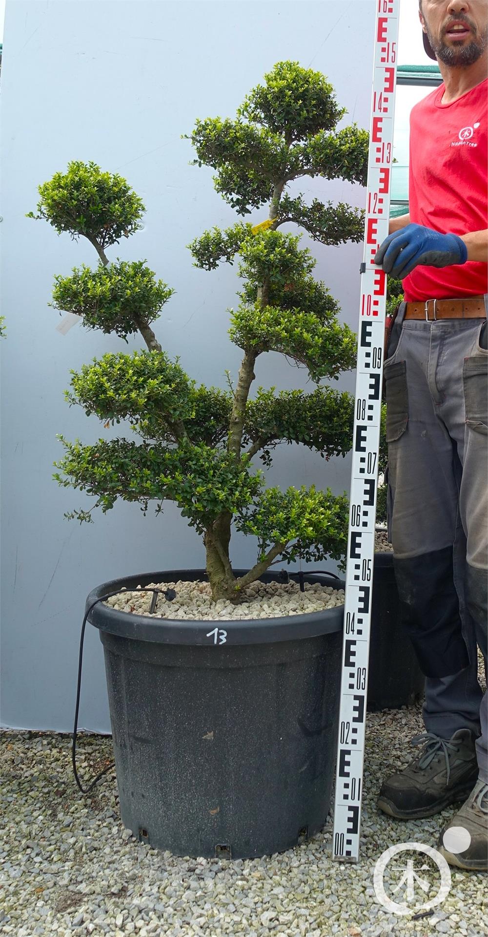 Ilex crenata Kinme' Bonsai