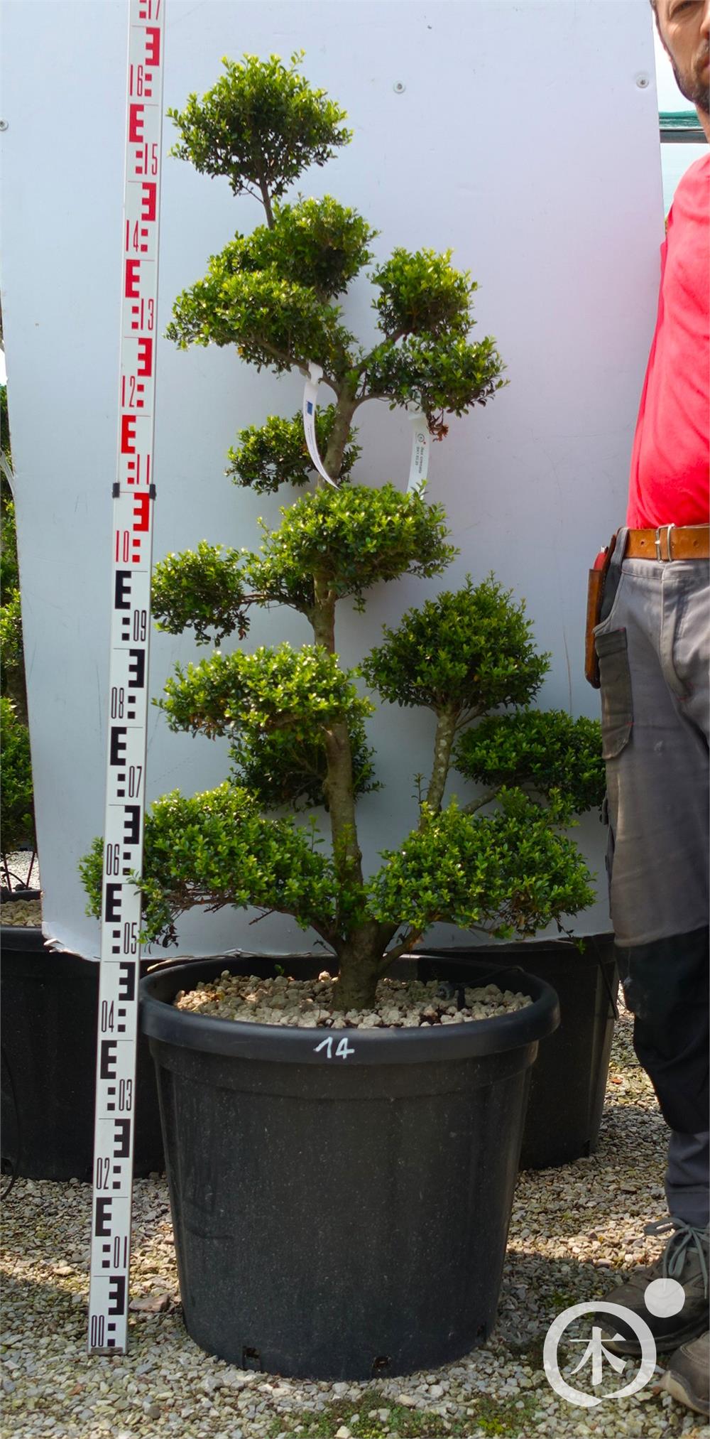 Ilex crenata Kinme' Bonsai