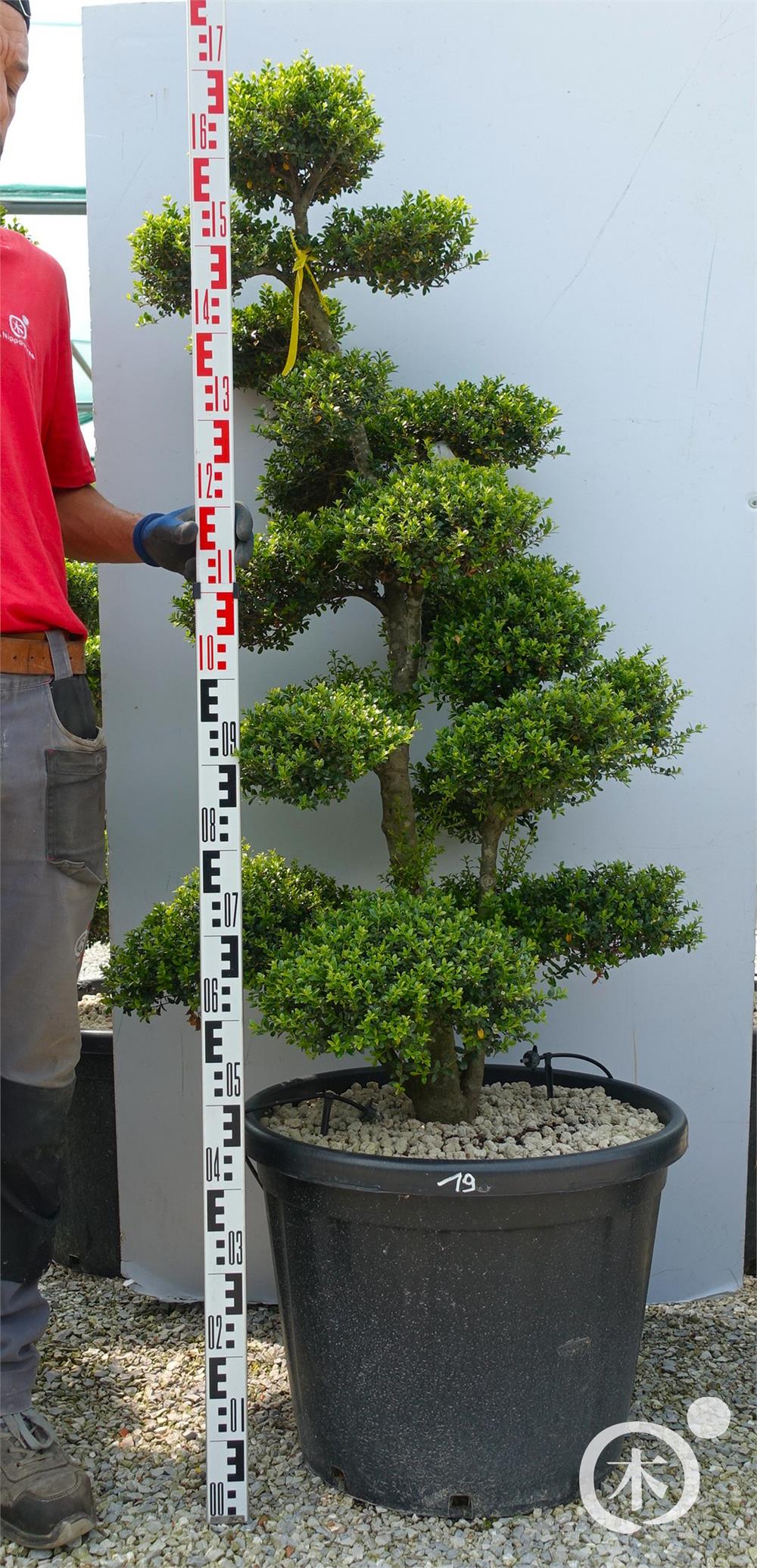 Ilex crenata Kinme' Bonsai