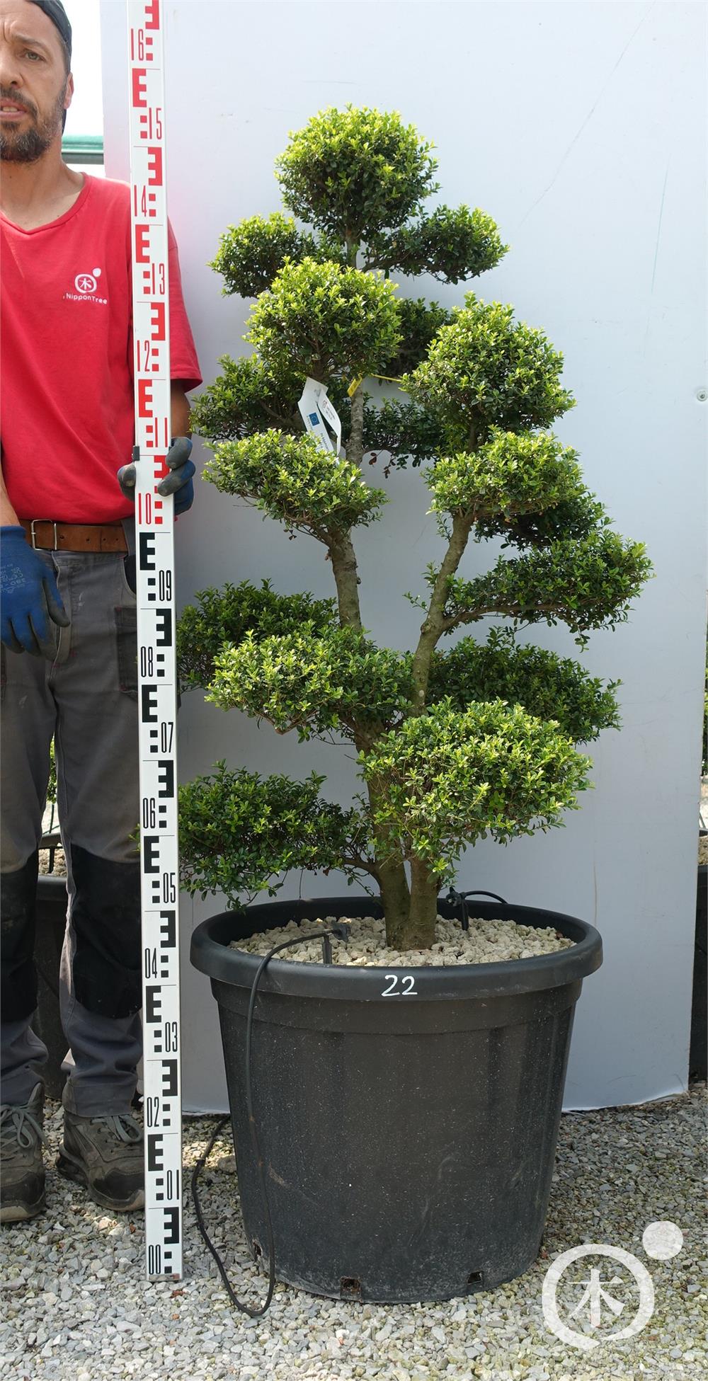 Ilex crenata Kinme' Bonsai