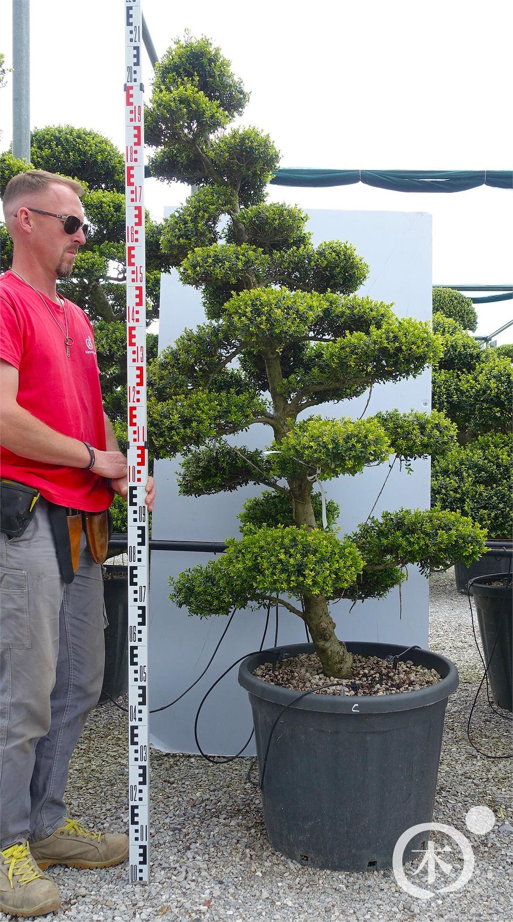 Ilex crenata Kinme' Bonsai