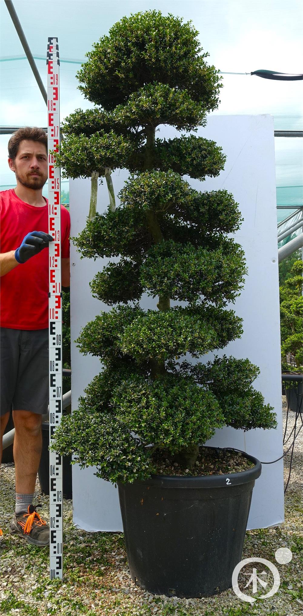 Ilex crenata Kinme' Bonsai