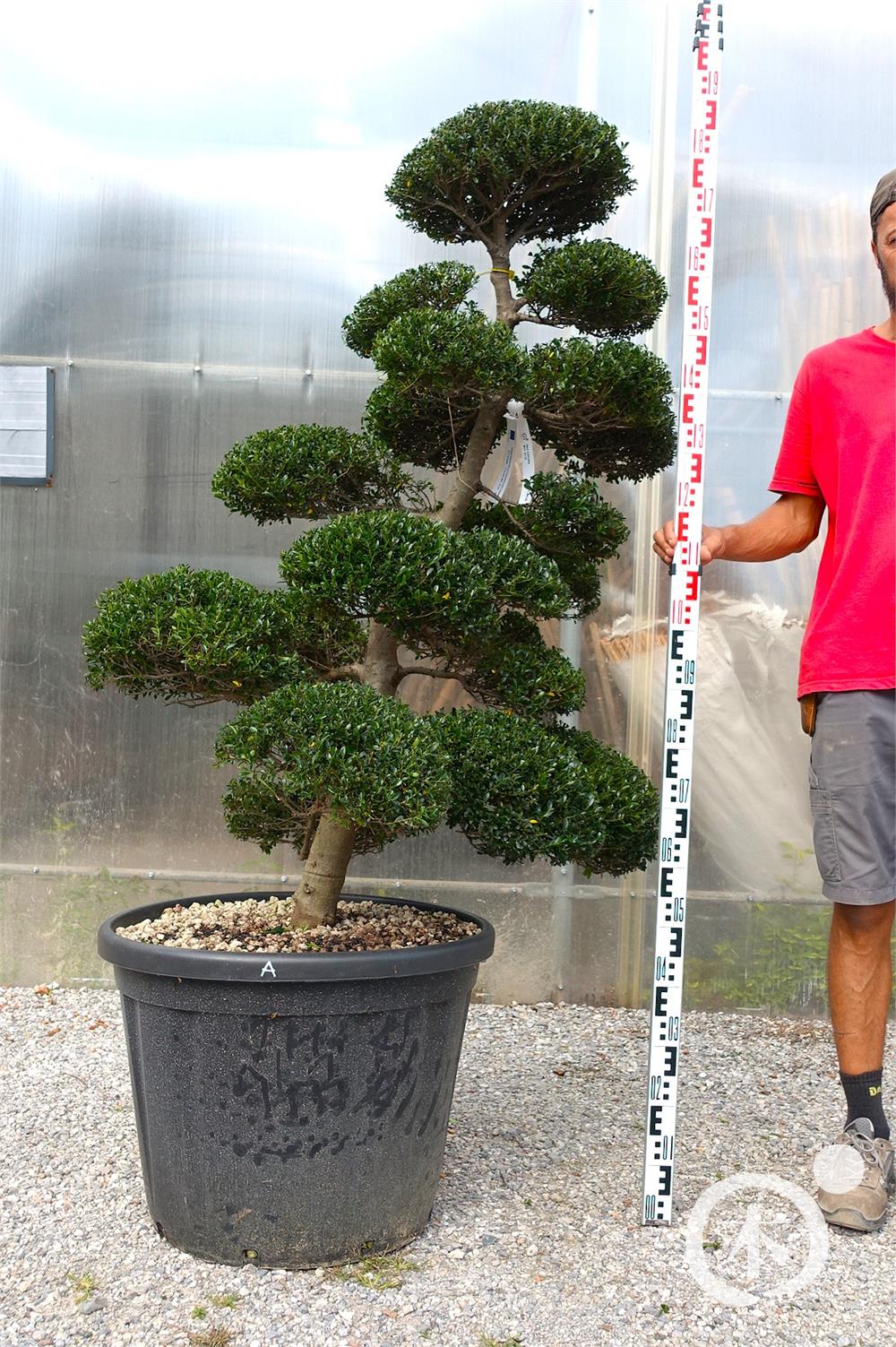 Ilex crenata Kinme' Bonsai