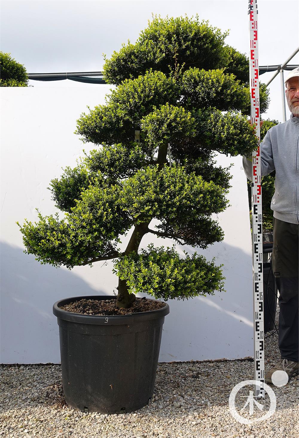 Ilex crenata Kinme' Bonsai