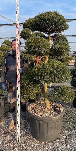 Ilex crenata Kinme' Bonsai