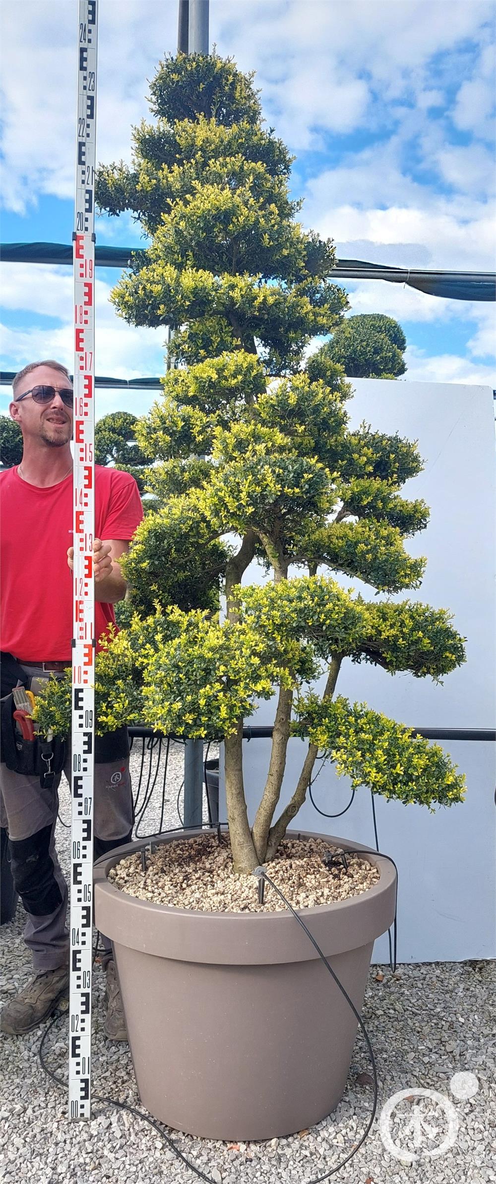 Ilex crenata Kinme' Bonsai