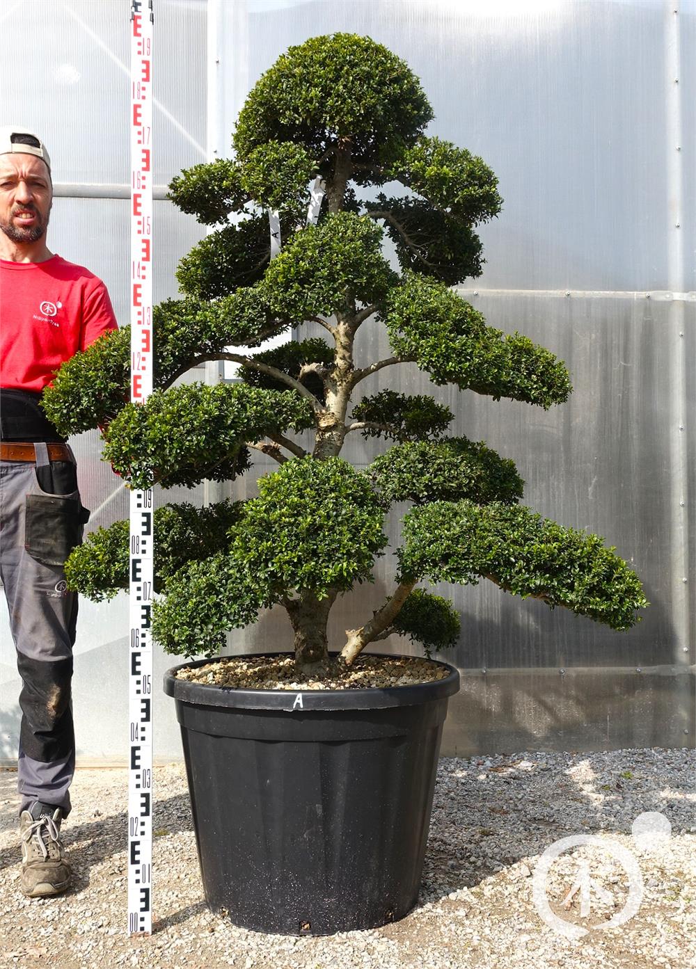 Ilex crenata Kinme' Bonsai