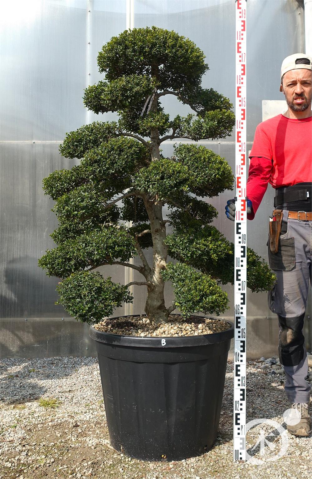 Ilex crenata Kinme' Bonsai